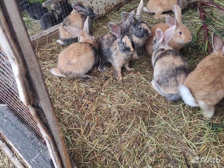 Кролики японской пародии