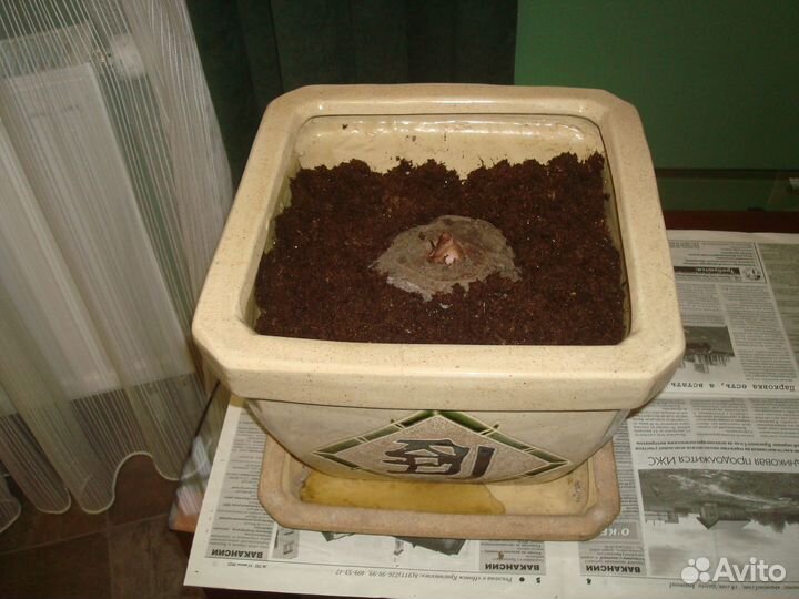 Аморфофаллус