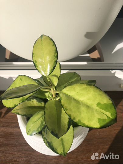 Хойи сортовые