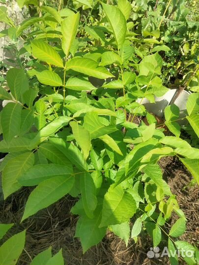 Грецкий орех саженцы