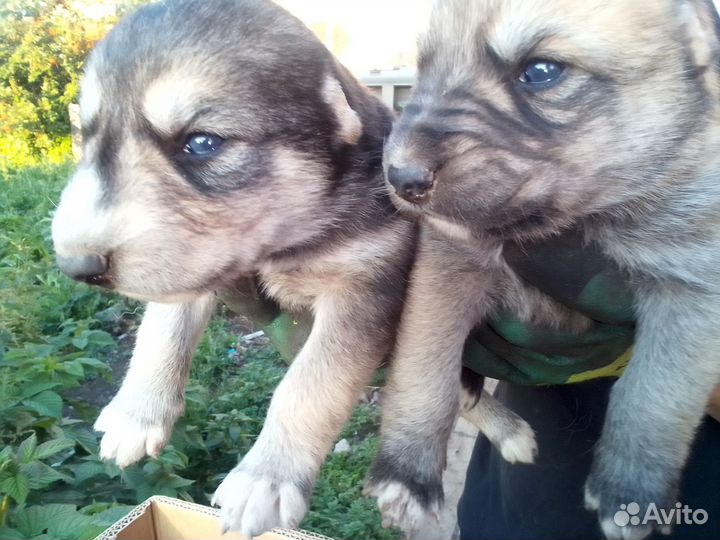 Среднеазиатская овчарка