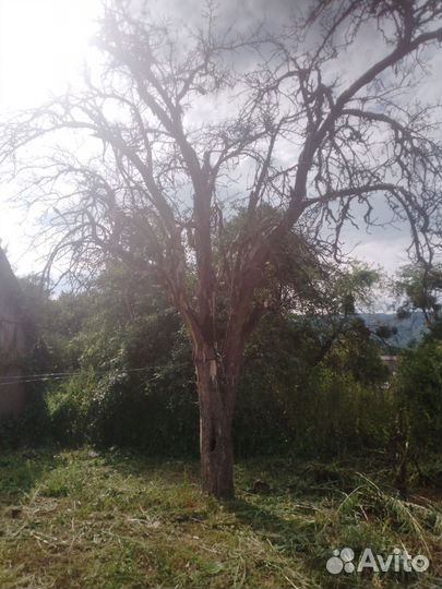 Покос травы, спил деревьев