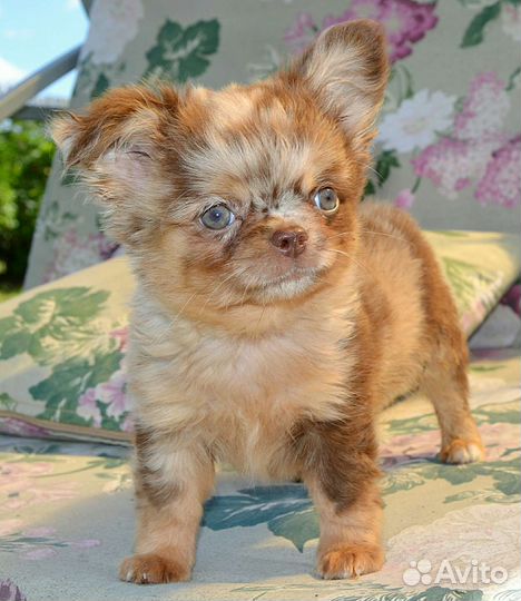 Щенки чихуахуа