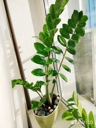 Замиокулькас