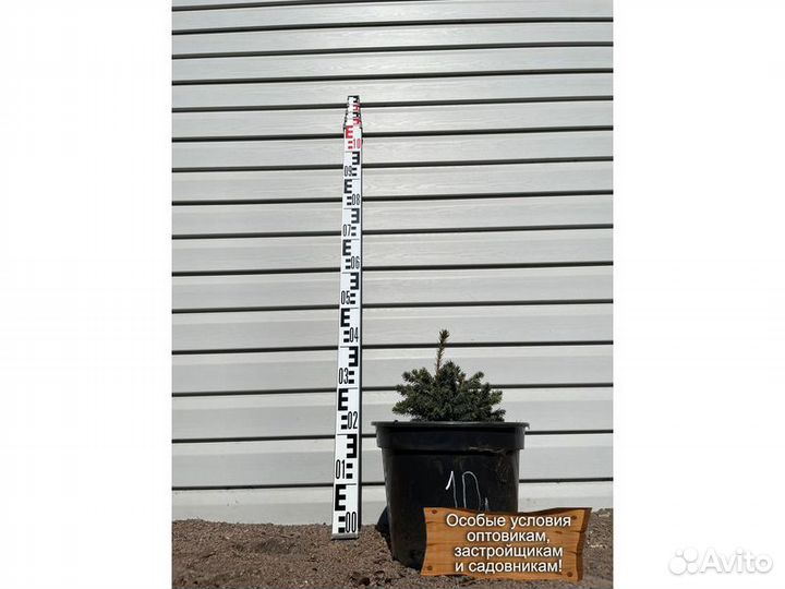 Ель канадская Эхиниформис