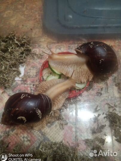 Улитки ахатины