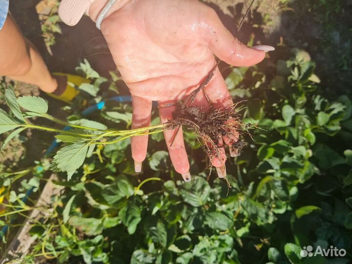 Клубника ремонтантная рассада