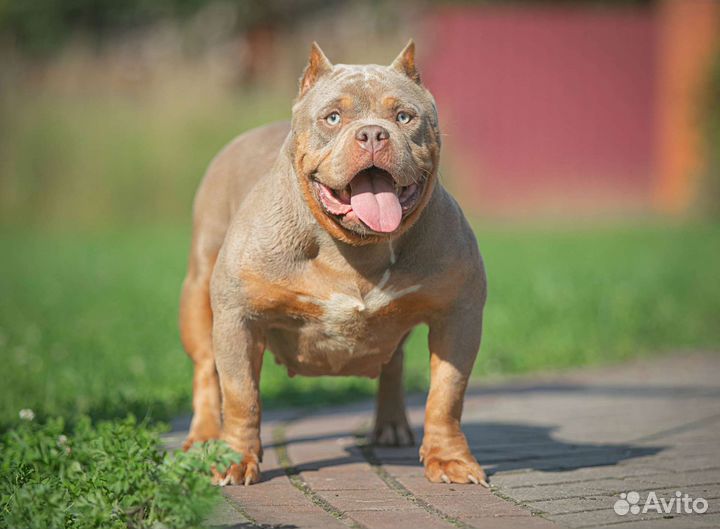 Американский булли покет