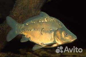 Рыба живая. Карп, амур, толстолобик,кефаль