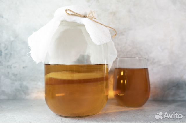 Чайный гриб