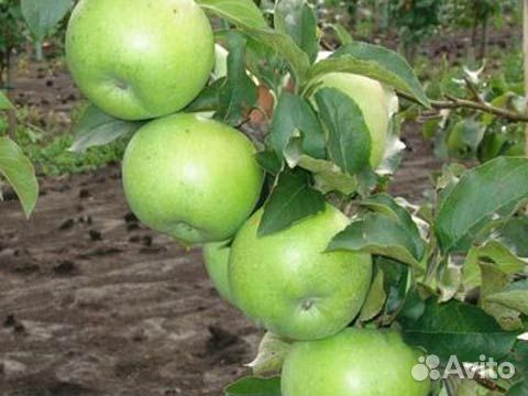 Яблоки Звёздочка, Антоновка, Штрефлинг, Царский ши