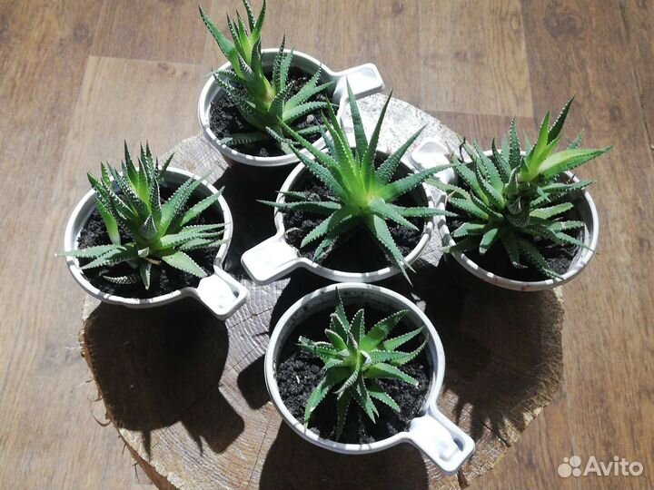 Суккуленты хавортия