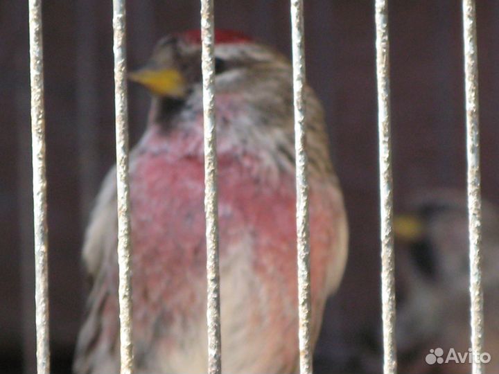 Певчие птицы, щегол, чиж, снегирь, коноплянка