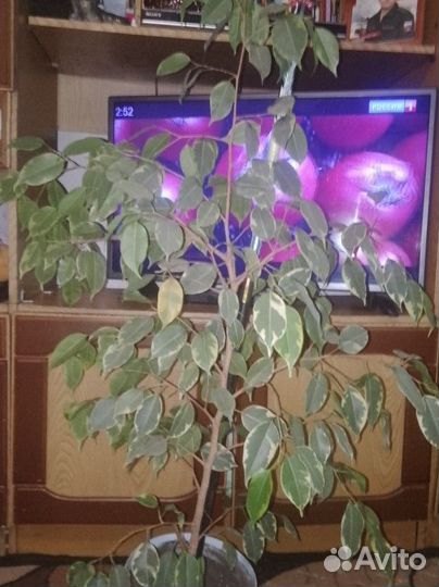 Фикус бенджамина