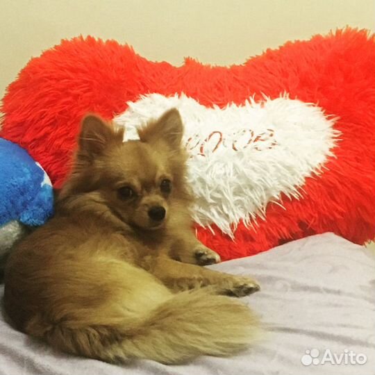 Вязка чихуахуа