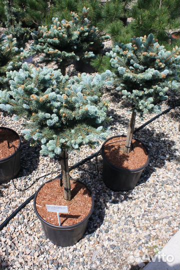 Туя Смарагд.Хвойные и декоративные растения