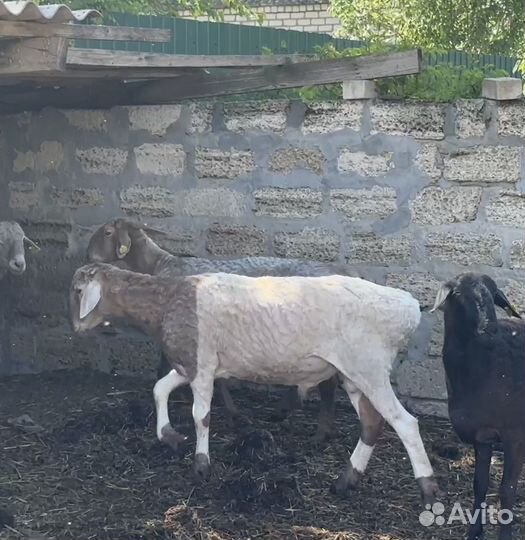 Два барана продаю