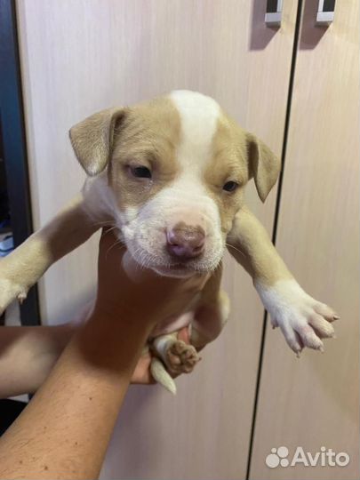 Щенки питбуля Red Nose