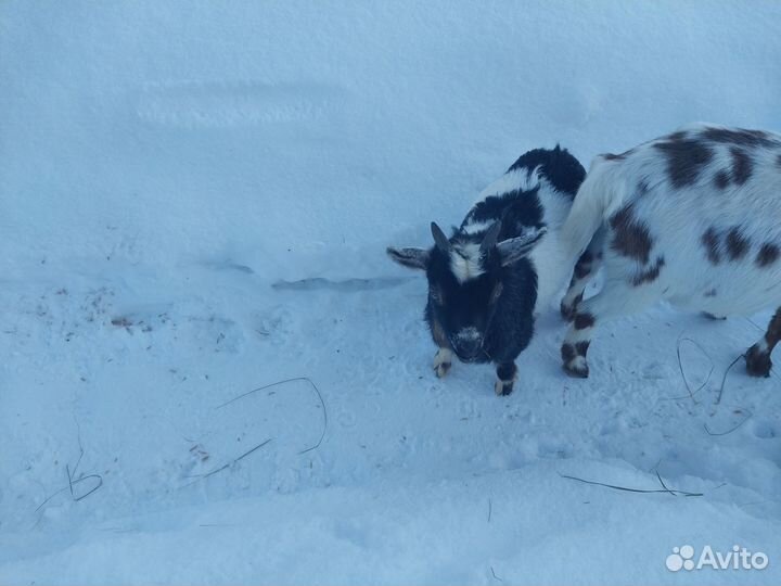 Нигерийский козлёнок