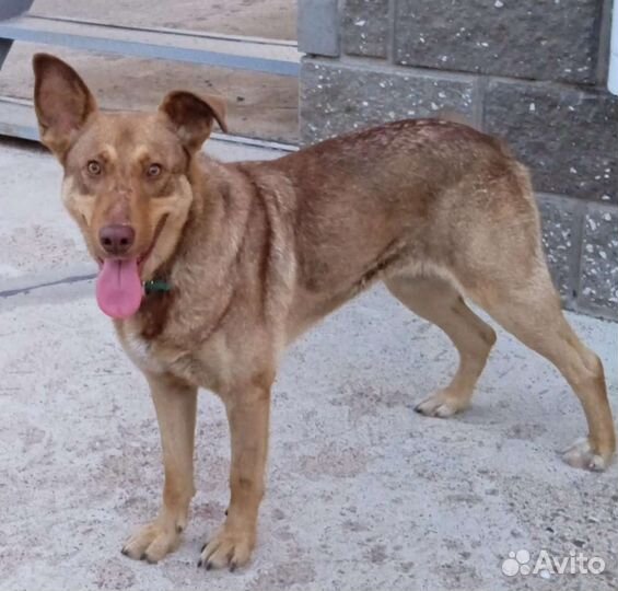 Собака Шеба на охрану дома