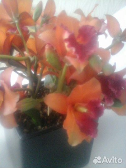 Для интерьера:Шторы, Букет орхидей