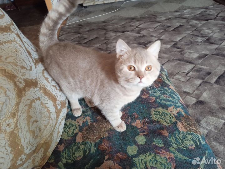 Кот британец (дымчатый)