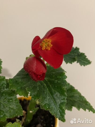 Временно не продаю Бегония Элатиор