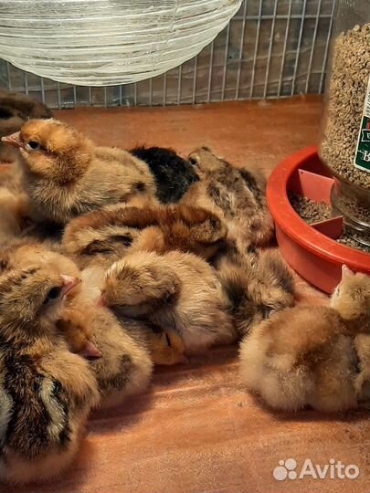 Цыплята несушки