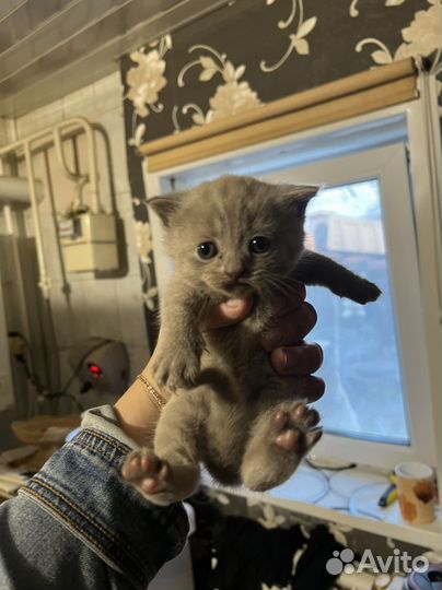 Британские котята
