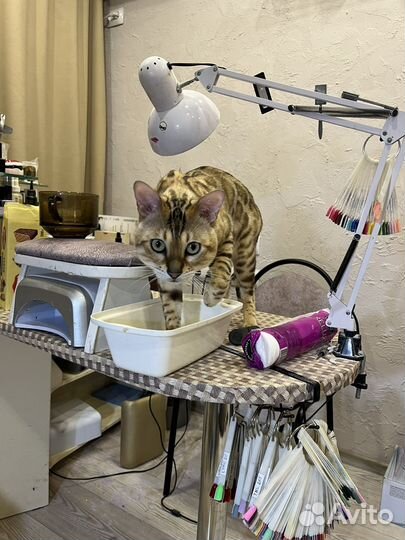 Бенгальский кот вязка