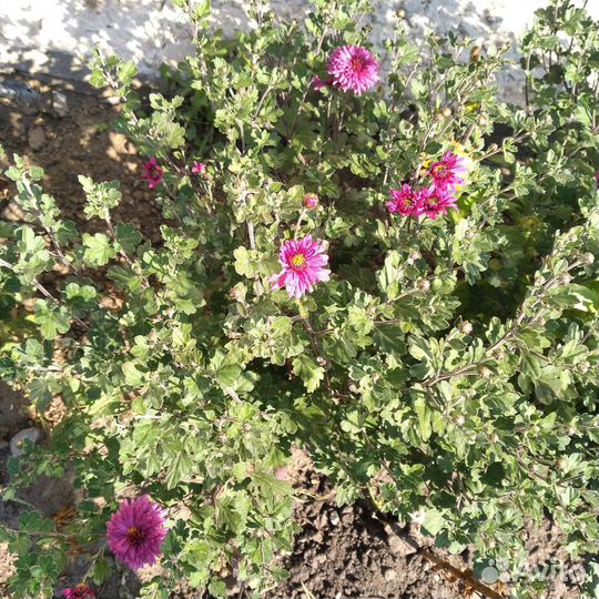 Хризантемы мультифлора