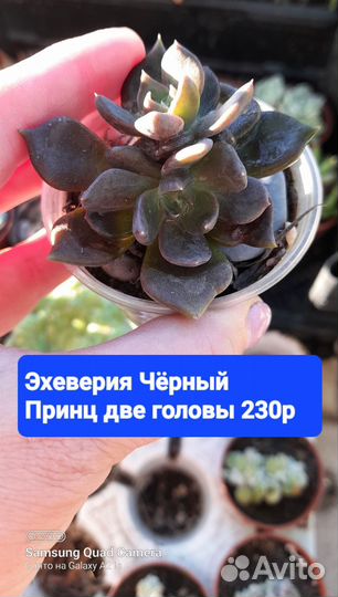 Крестовник бусы,суккуленты