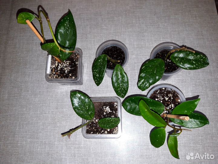 Лучше чем сциндапсус