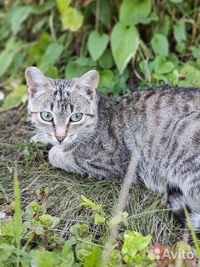 Кошка бесплатно