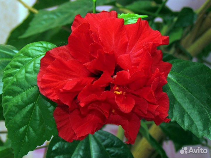Гибискус (Classic Red)