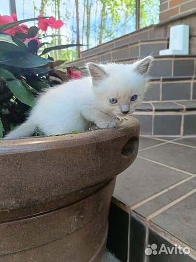 Белые котята с голубыми глазами в добрые руки