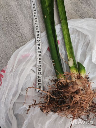 Сансевиерия