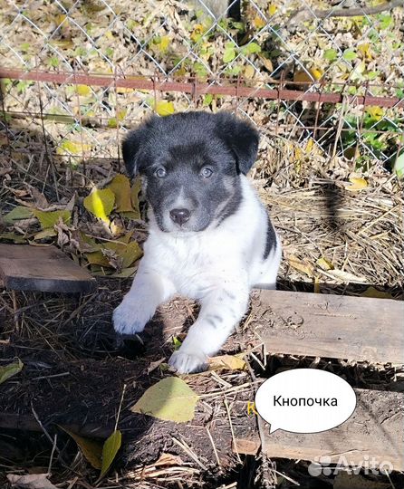 Щенки для заботливых хозяев