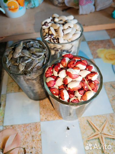 Фасоль, тыква-голосемянка