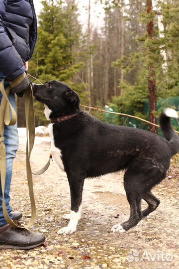 Собака в добрые руки