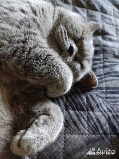 Британская