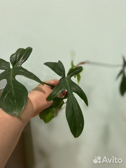 Филодендрон