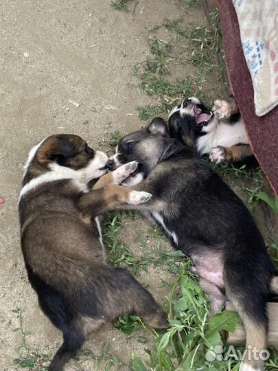 Щенки в добрые руки, бесплатно. Волгоград