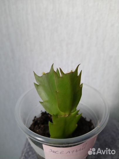 Декабрист шлюмбергера