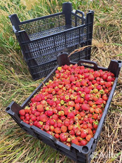 Ящики для хранения фруктов и овощей
