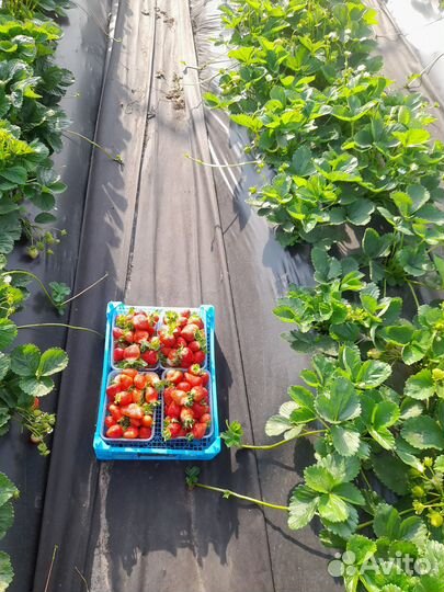 Рассада клубники