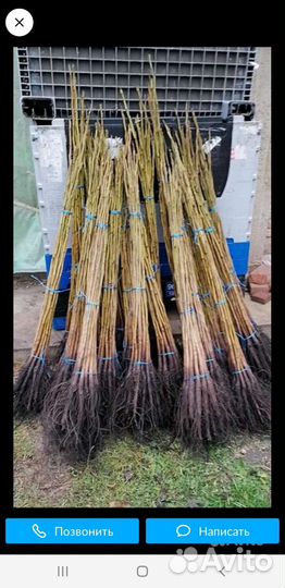 Саженцы грецкого ореха идеал