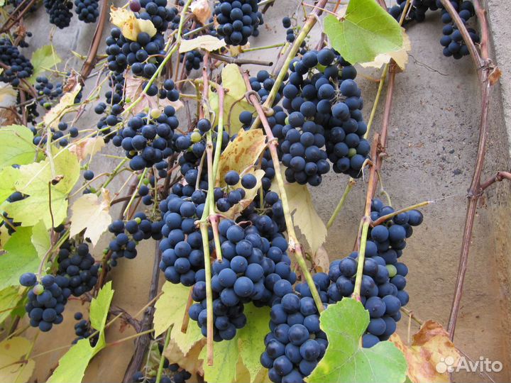Саженцы винограда зимостойких технических сортов