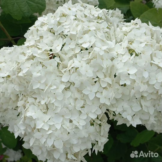 Гортензия саженцы