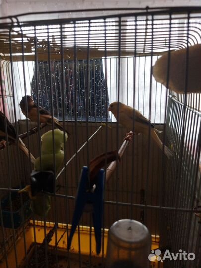 Кенара и канарейки